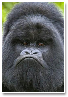 Forex_Kong