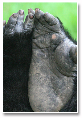 Forex_Kong_Prepares