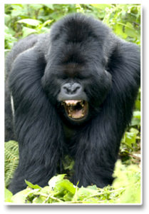 Forex_Kong_Photo