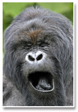 Forex_Kong_Bored