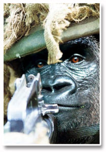 Forex_Kong_Bazooka