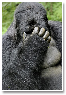 Forex_Kong_Disgusted