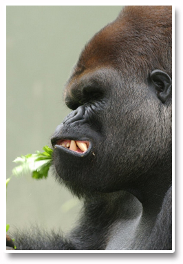 Forex_Kong_Hungry