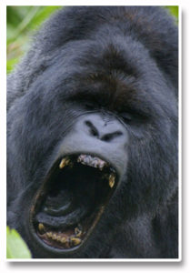 Forex_Kong_Ready