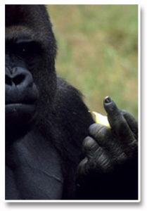 Forex_Kong_Finger