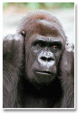 Forex_Kong_Listening