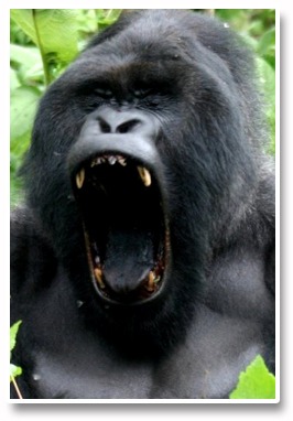 forex_kong_happy