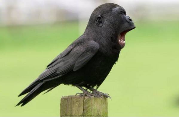 EUR Looking To Fly Hgher