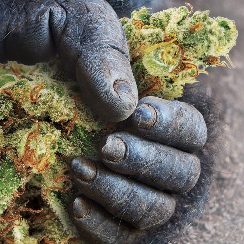 Kong's Got Weed