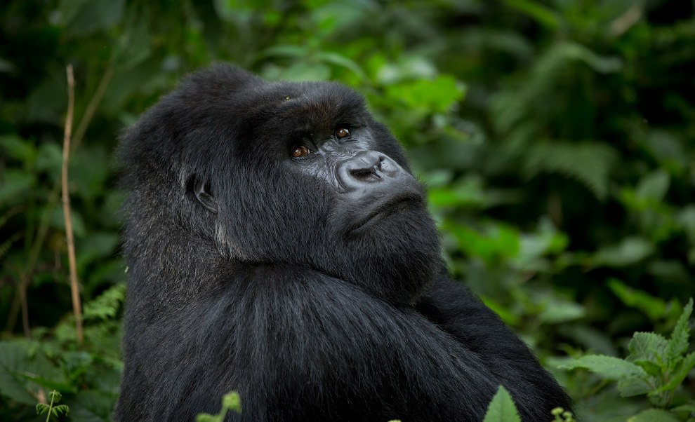 Kong_Complacent